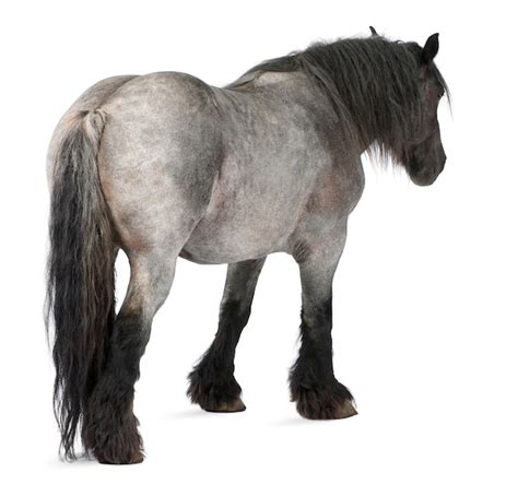 Spirit Springs 推荐视频