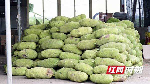 复仇杀神 推荐视频