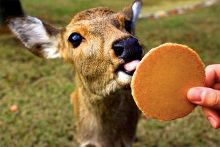 IRIS电影版2 视频主图