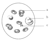 互换人生后，小小姐被全家宠上天 产品图片
