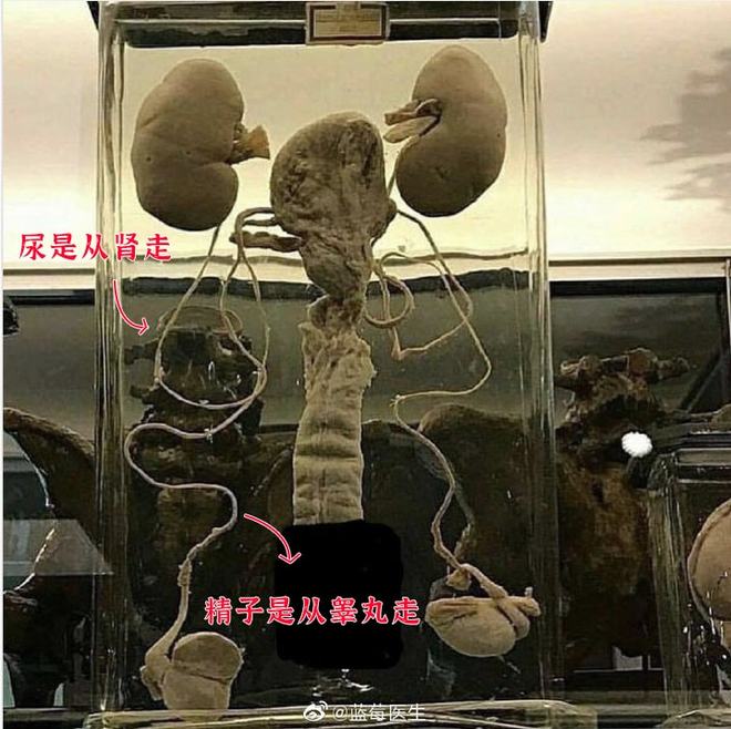 互换人生后，小小姐被全家宠上天 推荐视频