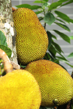 Shetty小姐Polishetty先生 推荐视频