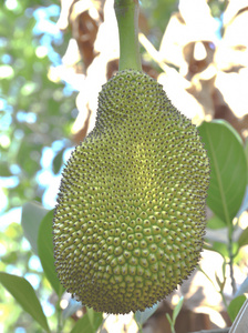 人鱼江湖 推荐视频