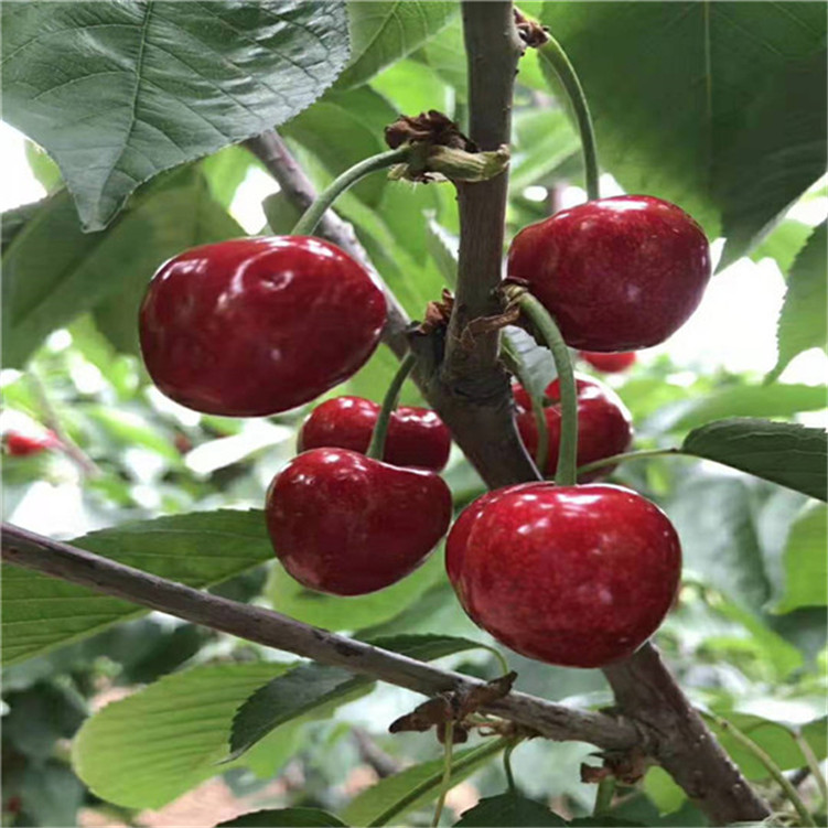 IRIS电影版2 推荐视频