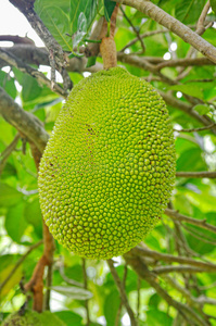 从零开始的异世界生活 雪之回忆 推荐视频