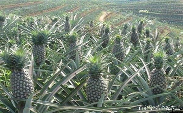 BanG Dream! Episode of Roselia Ⅱ Song I am 视频主图