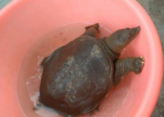 一块大红布 推荐视频