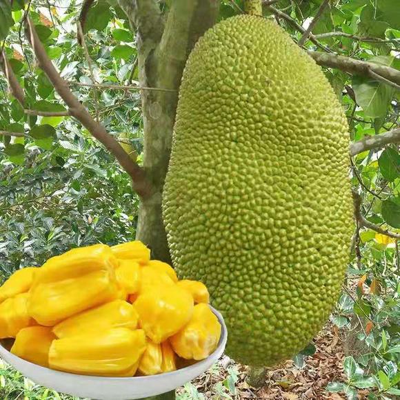 今年圣诞很挪威