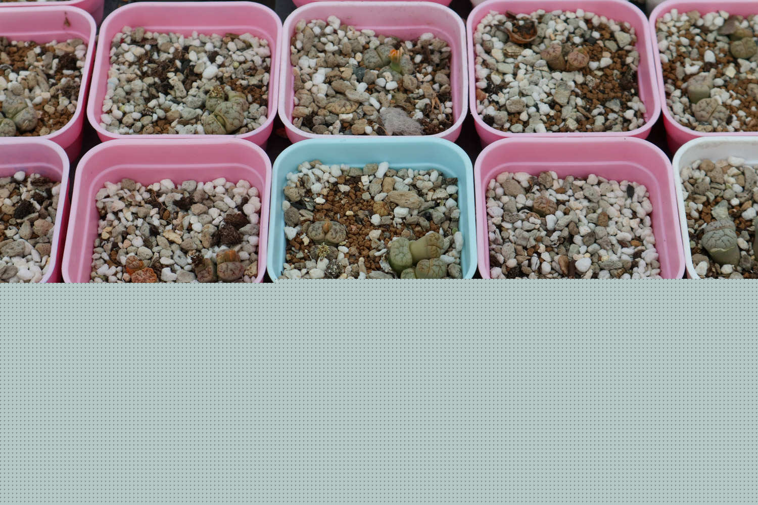 倔强萝卜 推荐视频