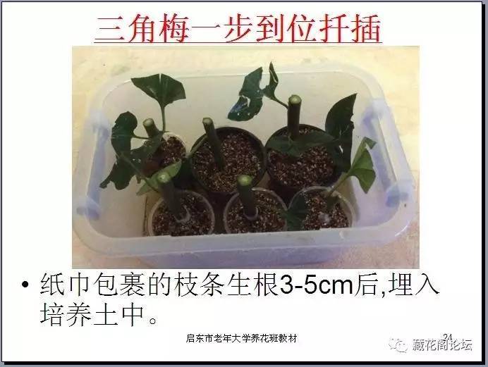 假证人 推荐视频