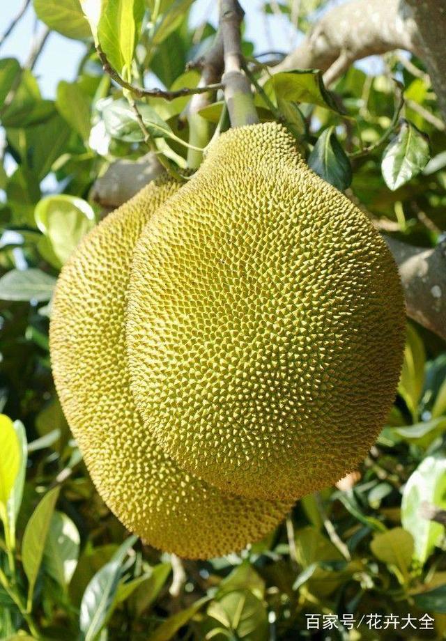 V字仇杀队（国语版） 视频主图