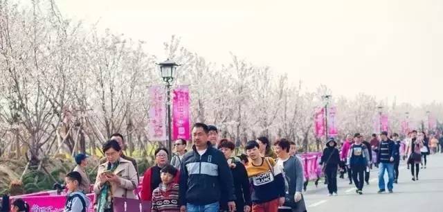 12莲花 产品图片