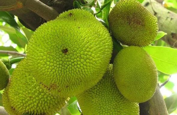 T台魔王 产品图片