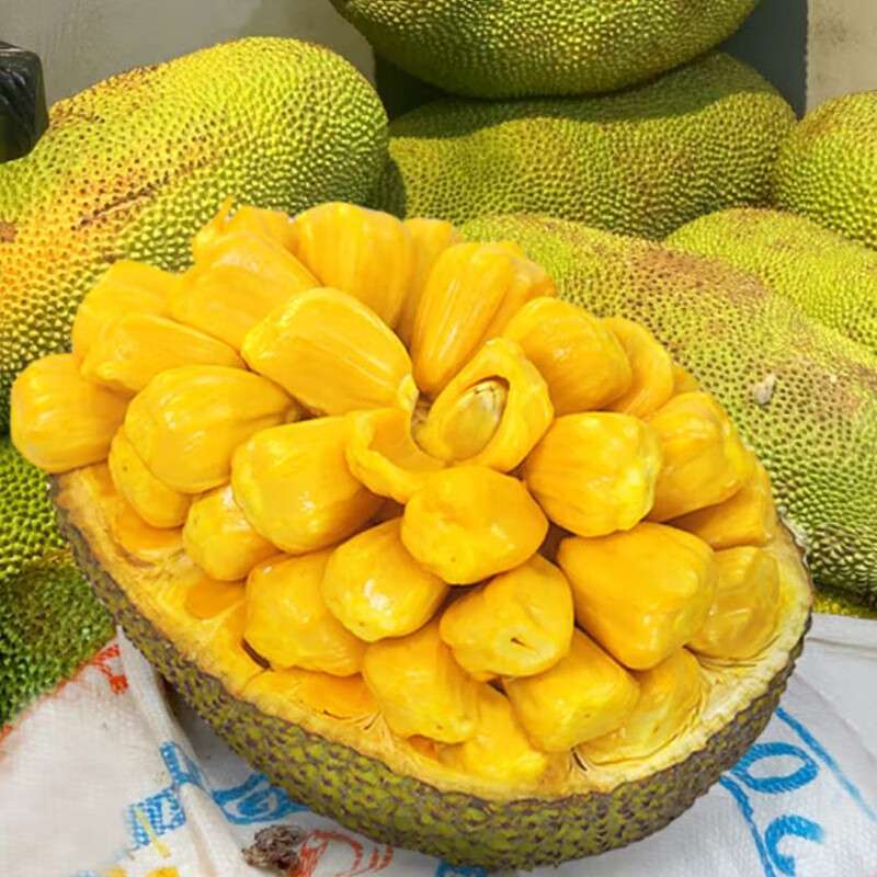 今晚不要让我们去打狗 推荐视频