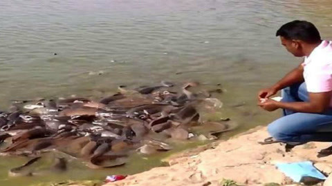 七鱼宴 推荐视频