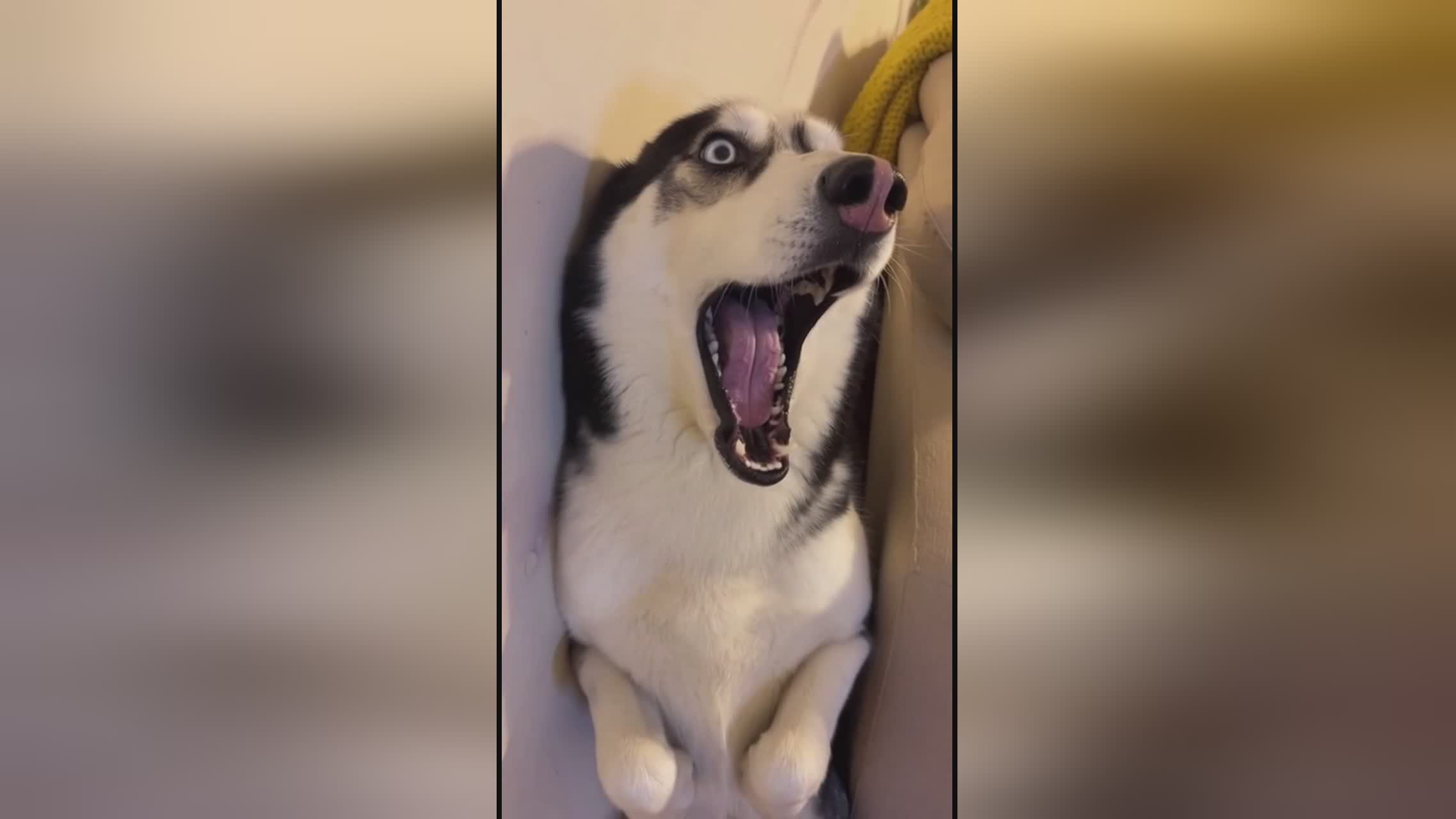 假死新人生 视频主图