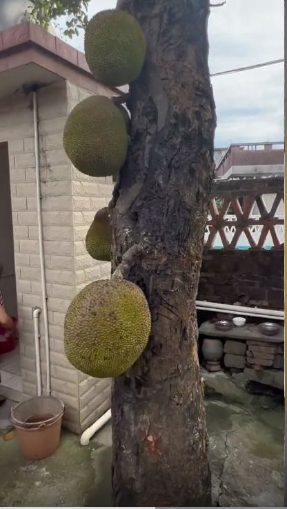 七星碧玉刀 推荐视频